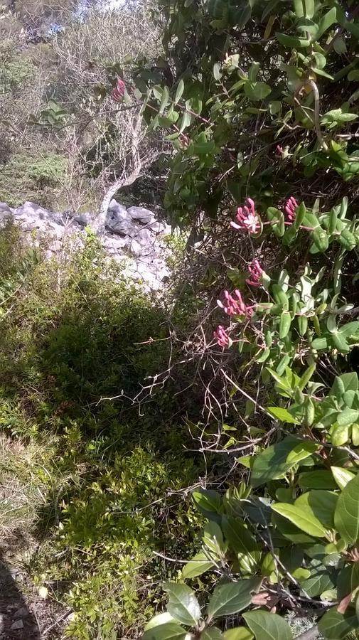 Pansion Ana Hotel Mali Lošinj Eksteriør billede
